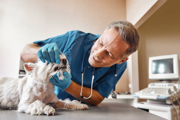 Best Same-Day Dentist Appointment  in Las Vegas, NM